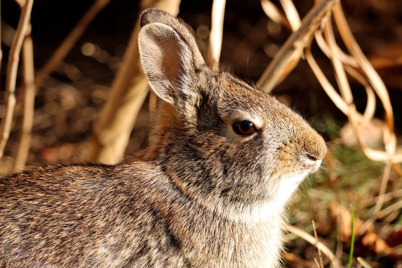 a rabbit that is sitting in the grass, a portrait, flickr, closeup photo, 2 0 1 0 photo, sharp details, headshot of young female furry