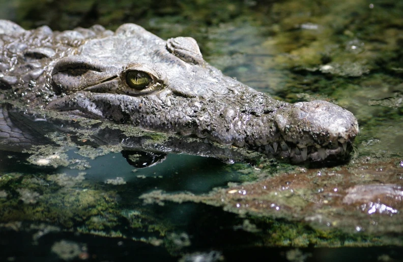 a close up of a crocodile in a body of water, a picture, by Alexander Scott, sumatraism, photograph credit: ap, taken in zoo, mecca, by greg rutkowski