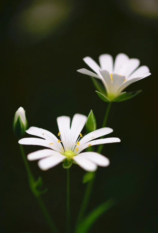 a couple of white flowers sitting next to each other, a macro photograph, by Jan Rustem, australian wildflowers, h. hydrochaeris, difraction from back light, in a woodland glade