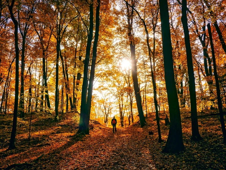 a group of people walking through a forest, by Thomas Häfner, pexels, autumn sunset, american astronaut in the forest, lone person in the distance, vibrant and vivid