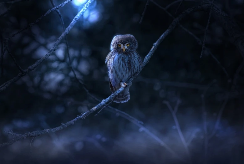 a small owl sitting on top of a tree branch, a portrait, by Mathias Kollros, shutterstock contest winner, digital art, quiet forest night scene, high quality fantasy stock photo