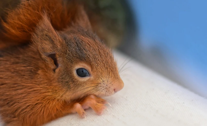 a small brown squirrel sitting on top of a white pillow, a portrait, flickr, elephant shrew, ginger hair and fur, close - up on detailed, cut