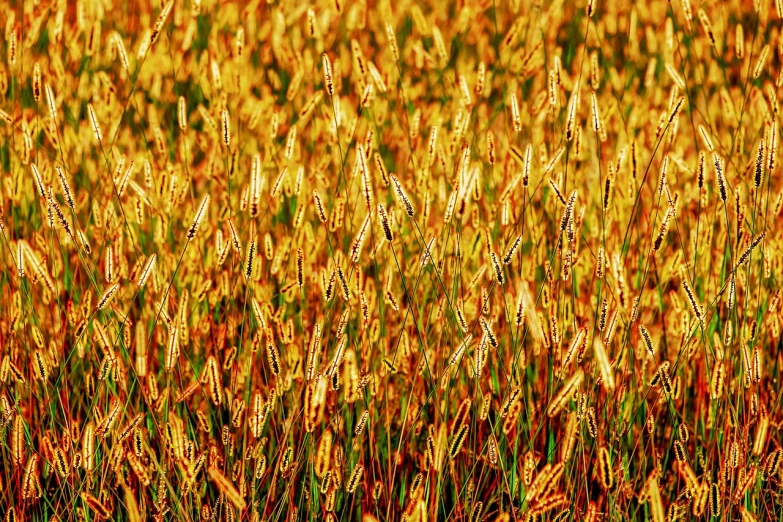 a close up of a field of tall grass, by Dave Melvin, color field, red and golden color details, posterized color, abundant fruition seeds, farmland