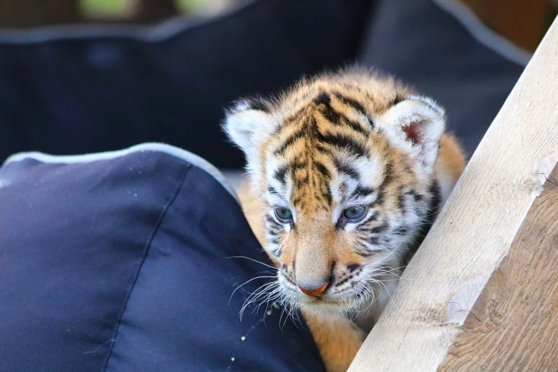 a close up of a tiger cub on a pillow, a picture, flickr, sumatraism, blue-eyed, close establishing shot, ready to eat, looking down on the camera