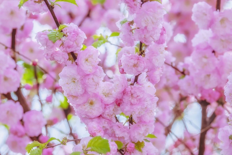 a bunch of pink flowers on a tree, a picture, by Armin Baumgarten, pexels, 🎀 🗡 🍓 🧚, rinko kawauchi, 1 6 x 1 6, soft light.4k