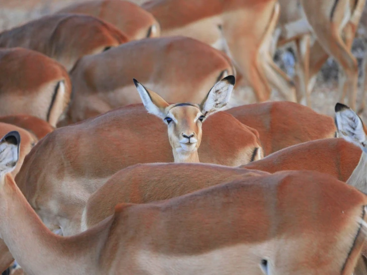 a herd of antelope standing next to each other, by Dietmar Damerau, precisionism, hiding behind obstacles, photograph credit: ap, busy crowds, she is looking at us