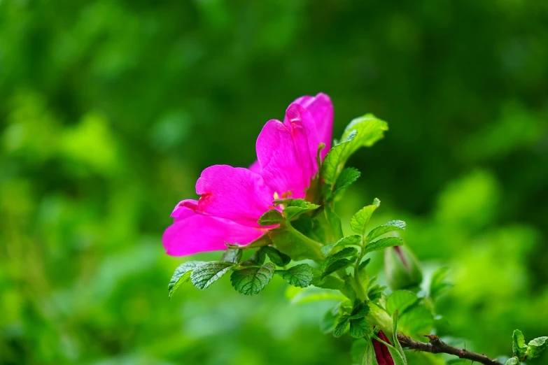 a pink flower with green leaves in the background, by Yi Jaegwan, shutterstock, background natural flower, museum quality photo, on a cloudy day, very sharp photo