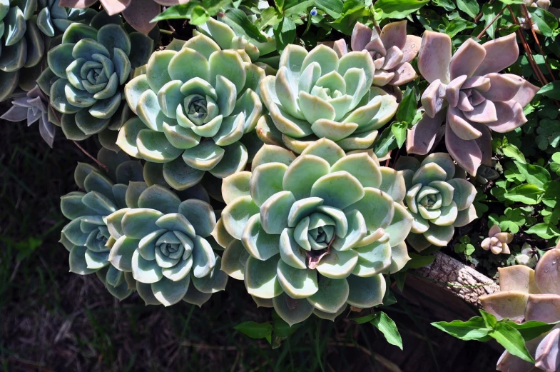 a close up of a bunch of succulents, a picture, by Alexander Scott, rosette, celtic vegetation, potted plant, soft shadowing