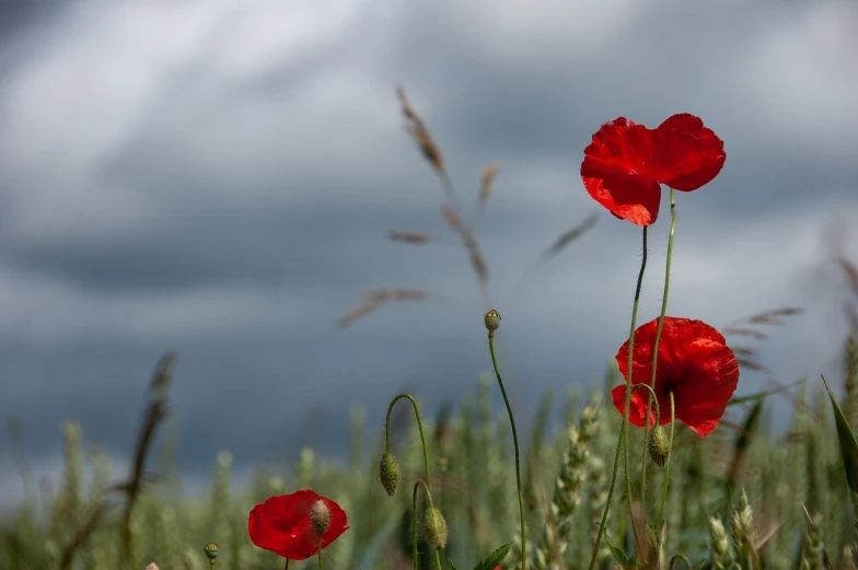 a couple of red poppies sitting on top of a lush green field, by Dave Allsop, under a dark cloudy sky, remembrance, wallpaper mobile, loosely cropped