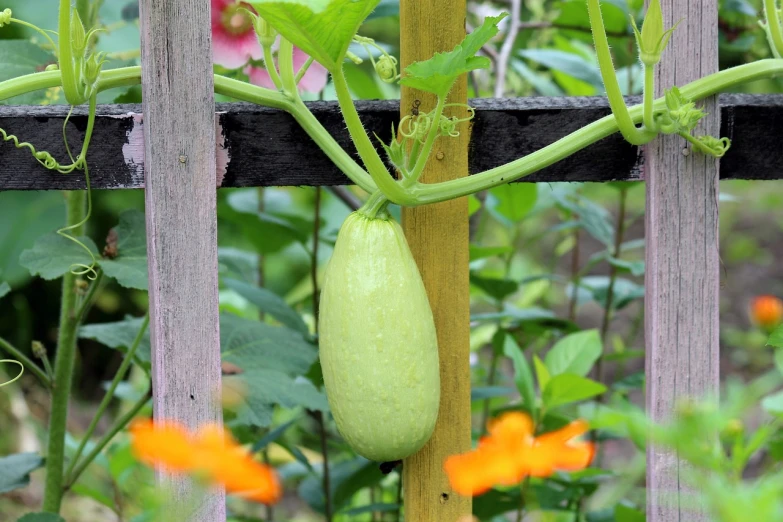 a gourd hanging from the side of a wooden fence, a pastel, by Thomas Tudor, flickr, arabesque, vertical vegetable gardens, smooth oval head, けもの, 6 0 0 mm