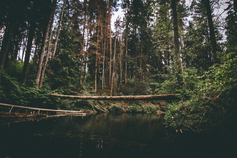 a fallen tree in the middle of a forest, a picture, by Alexander Bogen, pexels, renaissance, treading above calm water, shot on superia 400 filmstock, pacific northwest, nostalgic vibes