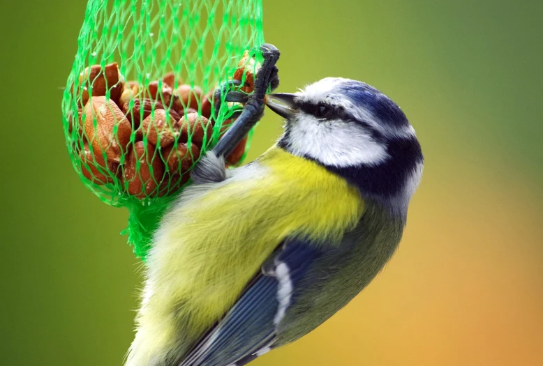 a small bird sitting on top of a bird feeder, inspired by Paul Bird, shutterstock, net art, colourful close up shot, bag, 2 0 2 2 photo