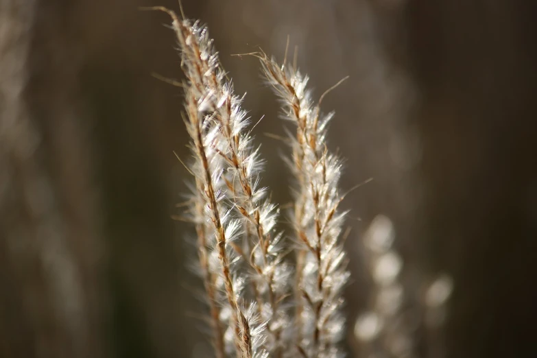 a close up of a plant with a blurry background, a macro photograph, hurufiyya, golden grasslands, white feathers, nature photo, short telephoto