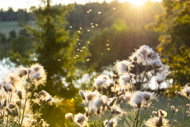 a field filled with lots of white flowers, a picture, by Thomas Häfner, shutterstock, romanticism, sunbeams at sunset, thistle, spores floating in the air, cotton