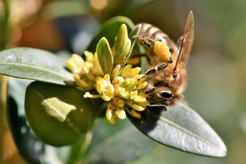 a close up of a bee on a flower, a macro photograph, by Robert Brackman, pexels, hurufiyya, eucalyptus, honeysuckle, immature, hives