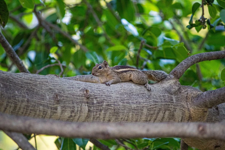 a squirrel sitting on top of a tree branch, sumatraism, bangalore, lying on the woods path, outdoor photo, nearly napping