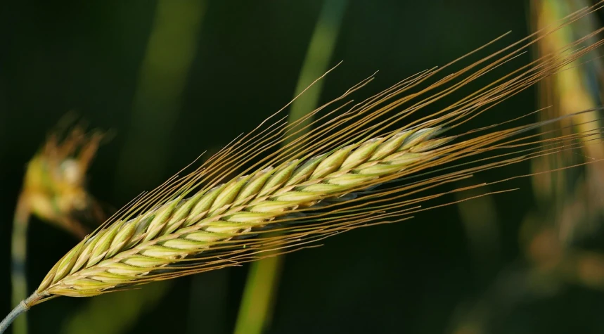 a close up of a stalk of wheat, a macro photograph, by Robert Brackman, pixabay, hurufiyya, malt, green and gold, great compostion, close up food photography