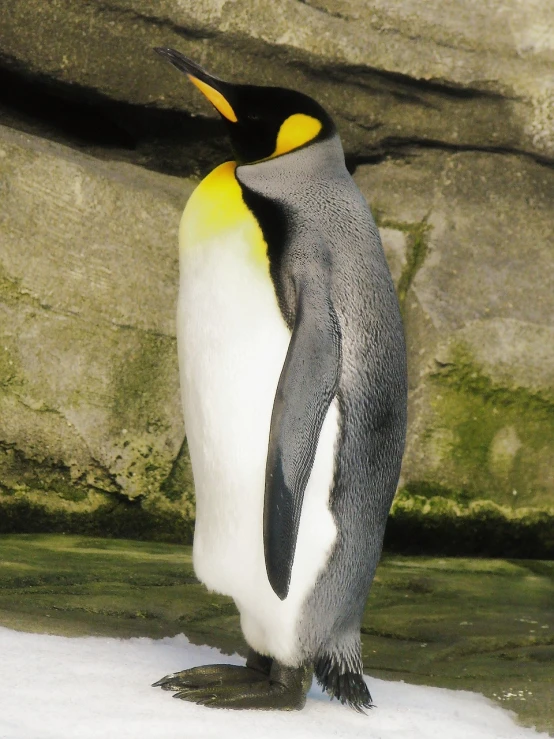 a penguin standing on top of a snow covered ground, a photo, flickr, hurufiyya, elegant yellow skin, in the zoo exhibit, voluptuous male, watch photo