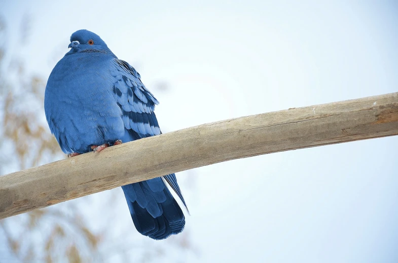 a blue bird sitting on top of a wooden branch, trending on pixabay, photorealism, pigeon, wide shot photo, octanerender, the blue panther