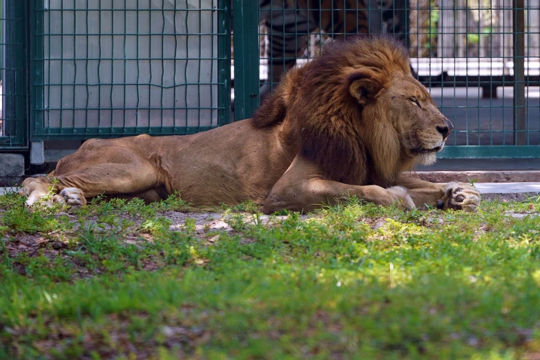 a large lion laying on top of a lush green field, a portrait, hurufiyya, new york zoo in the background, florida man, lion resting in the shade, afp