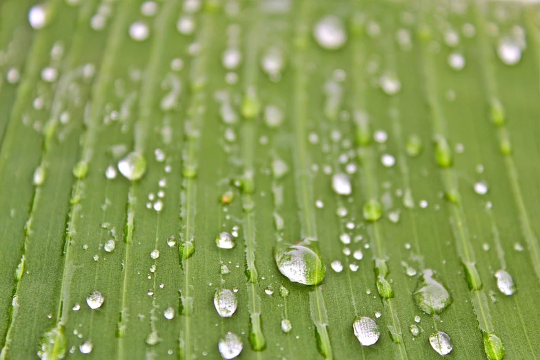 a green leaf with water droplets on it, a macro photograph, pixabay, palm skin, grain”, taken with my nikon d 3, downpour