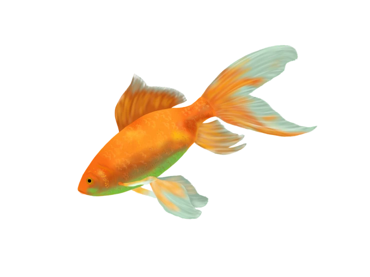 a close up of a fish on a black background, a raytraced image, goldfish, painted in high resolution, orange fluffy belly, 3 d model