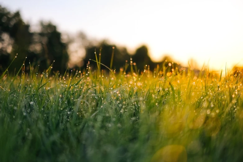 a field of grass with water droplets on it, unsplash, golden sunlight, lawn, glowing green, with lots of glittering light