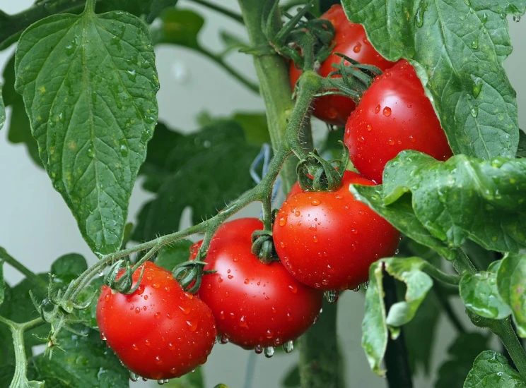 a close up of a bunch of tomatoes on a plant, by Karl Völker, pixabay, photorealism, wet from rain, avatar image, tony roberts, one red tomato slice