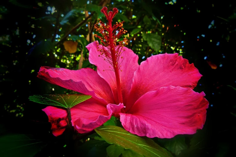 a close up of a pink flower on a tree, a photo, flickr, hurufiyya, vibrant red hibiscus, hdr color, deep lush vivid colors, phone photo