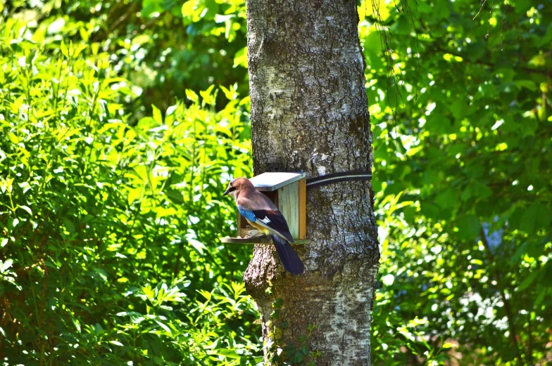 a bird that is sitting on top of a tree, a photo, brown and cyan blue color scheme, near his barrel home, outdoor photo, looking from side!