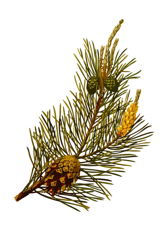 a pine tree branch with a pine cone on it, a colorized photo, inspired by Johannes Bosschaert, folk art, paint on black velvet canvas, high detail illustration, restored photo, close - up photo