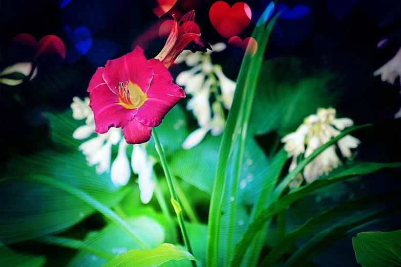 a red flower sitting on top of a lush green plant, flickr, romanticism, hearts, glowing iris, camera photo, post processed denoised