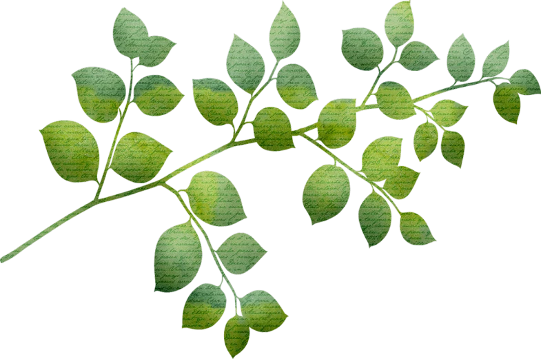 a close up of a plant with green leaves, a digital rendering, inspired by Masamitsu Ōta, flickr, banner, on black background, linen, vine twist