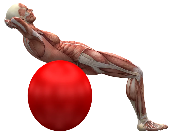 a man sitting on top of a red ball, a digital rendering, by Eugeniusz Zak, shutterstock, massurrealism, medical muscle anatomy, lying on back, female gigachad, with abs
