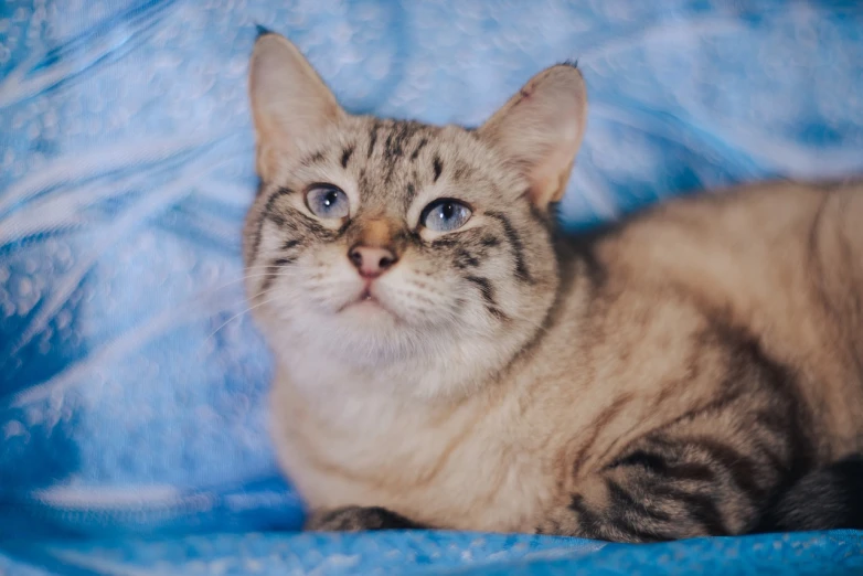 a cat that is laying down on a blue blanket, a pastel, mingei, close up portrait photo
