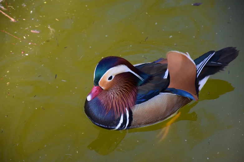 a duck floating on top of a body of water, a photo, by Jan Rustem, shutterstock, realistic paint job, outdoor photo, richly colored, bow