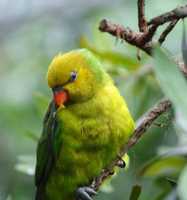 a green bird sitting on top of a tree branch, a portrait, by Peter Churcher, flickr, hurufiyya, cocky, bright colour, a bald, nugget