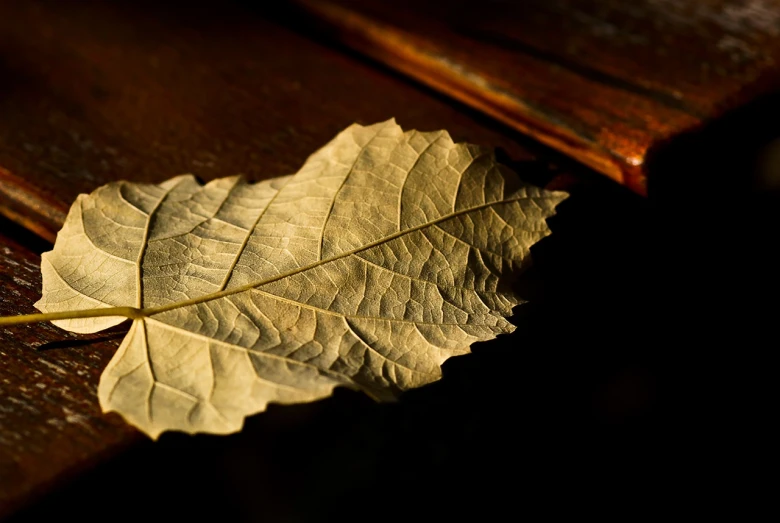 a leaf laying on top of a wooden bench, a macro photograph, art photography, difraction from back light, chewing tobacco, golden wood carved in relief, highly detailed product photo