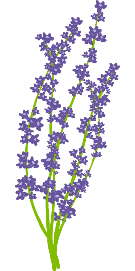 a bunch of purple flowers on a black background, a digital rendering, sōsaku hanga, romantic simple path traced, lavender fields in full bloom, hyper detail illustration, ai robot tendril remnants