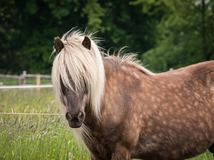 a brown horse standing on top of a lush green field, a portrait, by Caroline Mytinger, pixabay, baroque, shaggy silver hair, my little pony, messy hair bedhead, small blond goatee