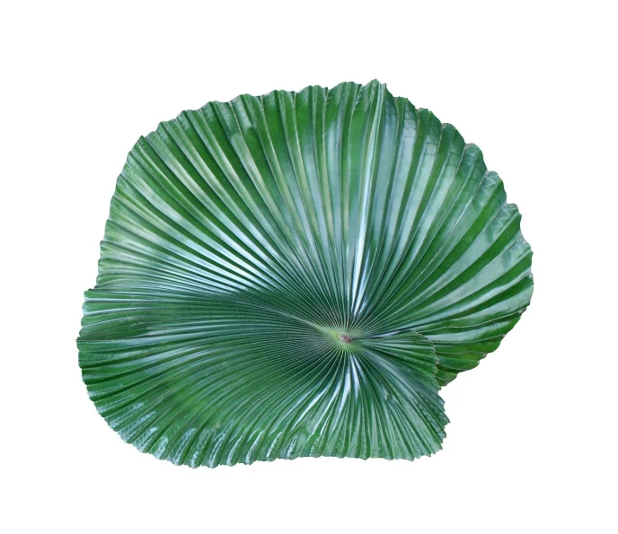 a close up of a green leaf on a white background, art deco, photorealistic print of exotic, transparent corrugated glass, high quality product photo, top down view