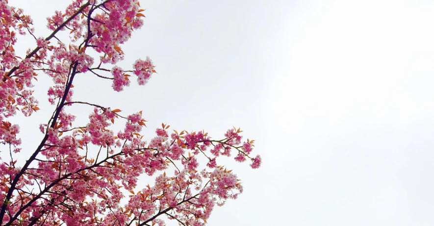 a close up of a tree with pink flowers, aestheticism, looking up onto the sky, snapchat photo, with a white background, background image