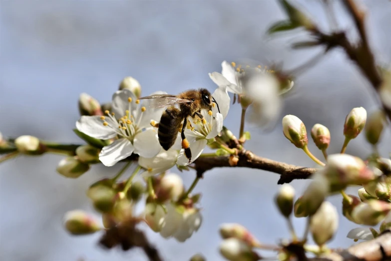 a bee sitting on top of a white flower, figuration libre, cherry blosom trees, 2 0 2 2 photo, with fruit trees, profile close-up view