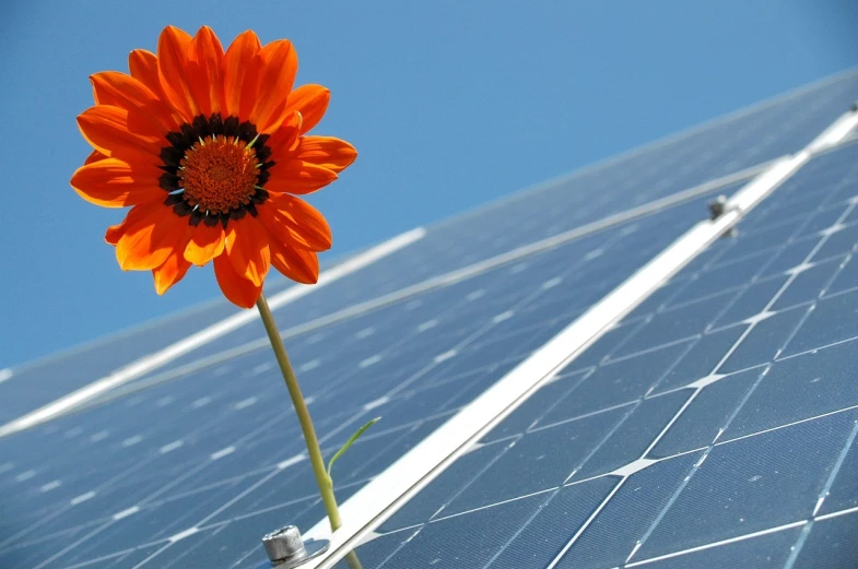 an orange flower sitting on top of a solar panel, bauhaus, istockphoto, flower child, image, 3 4 5 3 1