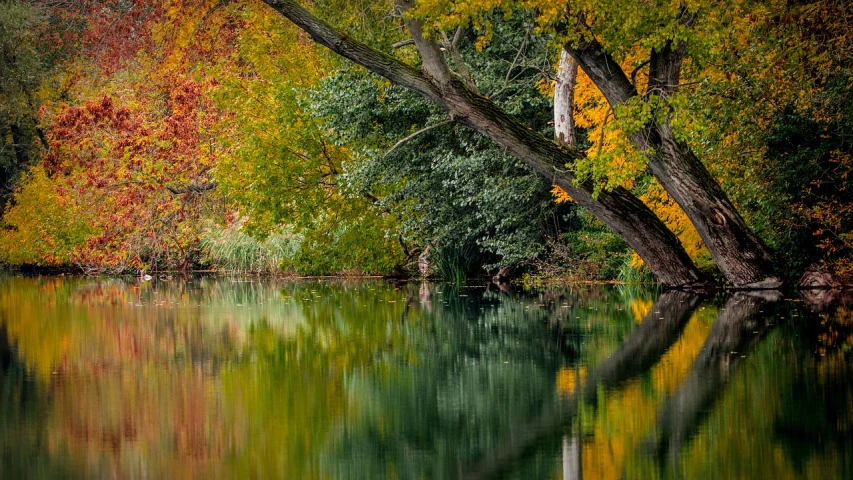 a group of trees that are next to a body of water, inspired by Ethel Schwabacher, shutterstock, green and gold, rich decaying colors!, color ( sony a 7 r iv, closeup!!!!!!