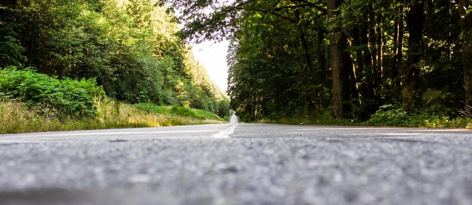 a white bird sitting on the side of a road, a picture, by Thomas Häfner, road between tall trees, pacific northwest, low shot camera angle, wide greenways