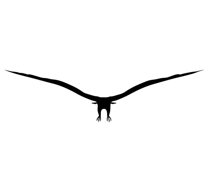 a bird that is flying in the sky, vector art, inspired by Sugimura Jihei, hurufiyya, very long arms, sauroform hybrid, svg vector, top down shot