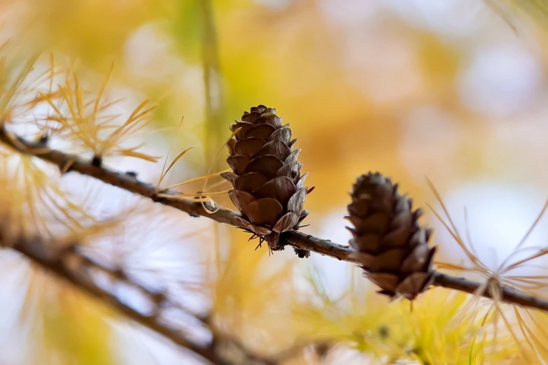 a close up of a pine cone on a tree branch, minimalism, autumn foliage in the foreground, closeup photo