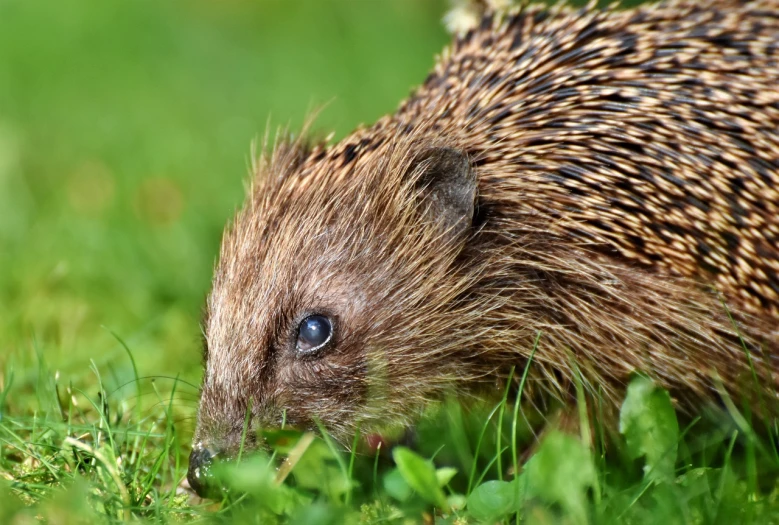 a close up of a small animal in the grass, a picture, by Marten Post, shutterstock, hedgehog magus, 3 colour, high details!, highly detailed picture