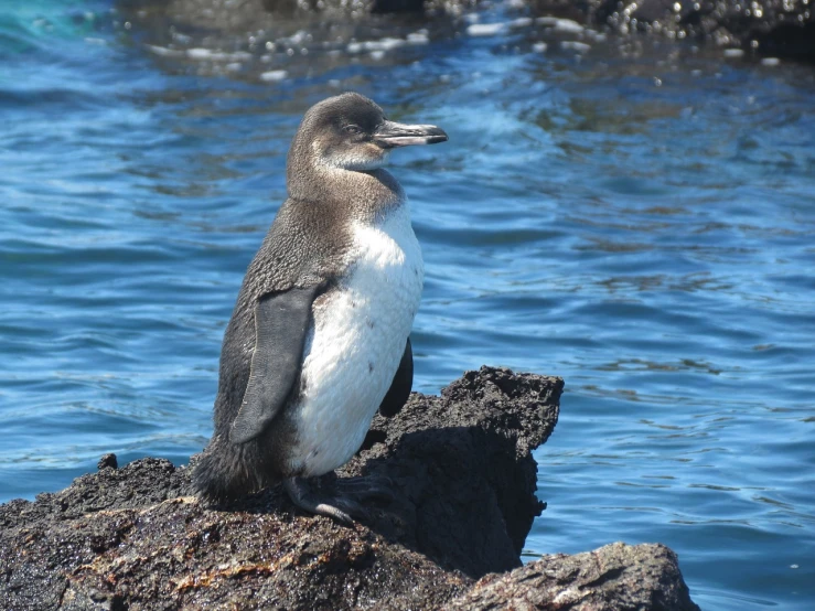 a close up of a bird on a rock near water, by Terese Nielsen, flickr, penguins, immature, big island, smoldering